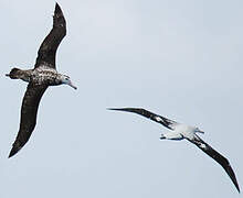 Snowy Albatross