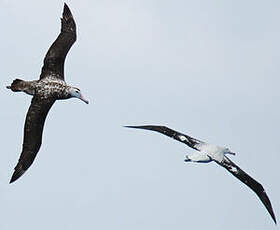 Albatros hurleur