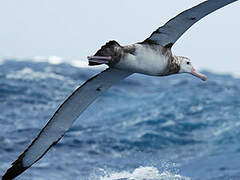 Snowy Albatross