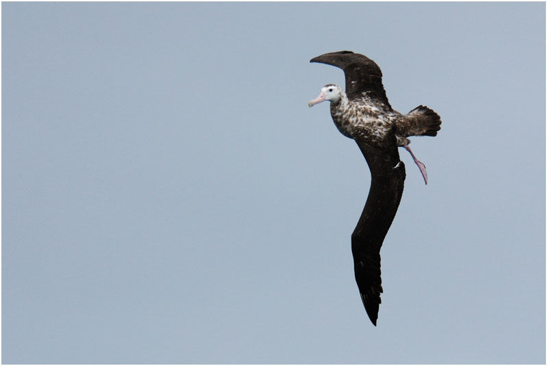 Snowy Albatrossimmature