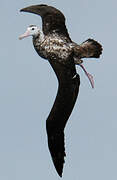 Wandering Albatross