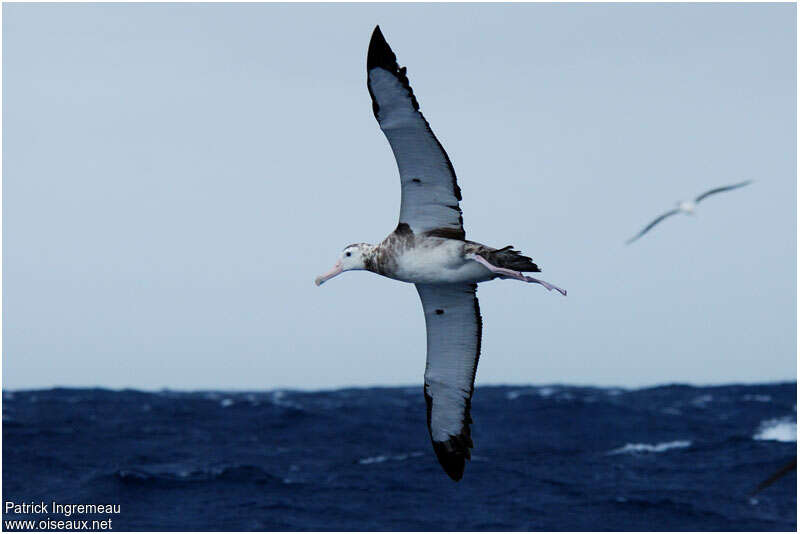 Albatros hurleurimmature, pigmentation, Vol