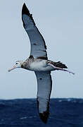 Snowy Albatross