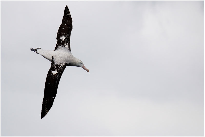 Albatros hurleuradulte