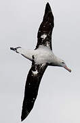 Snowy Albatross