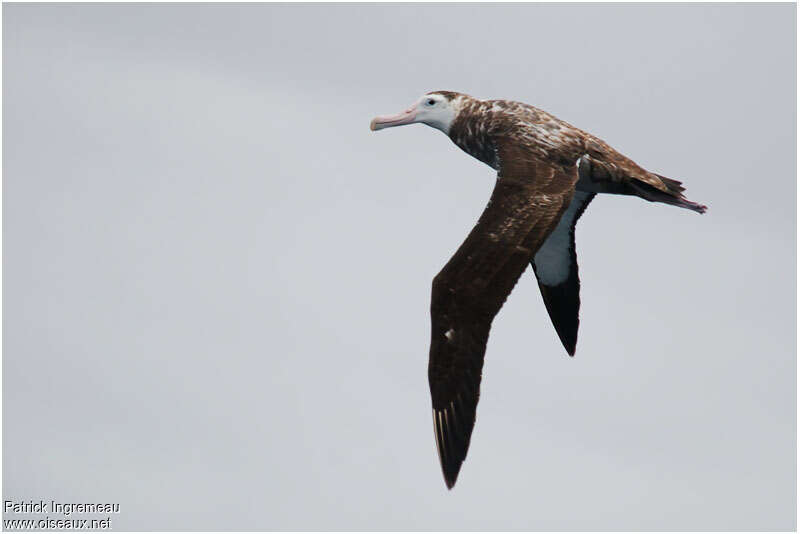 Snowy Albatrossimmature, identification