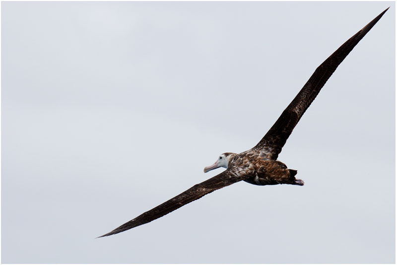 Snowy Albatrossimmature