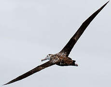 Snowy Albatross