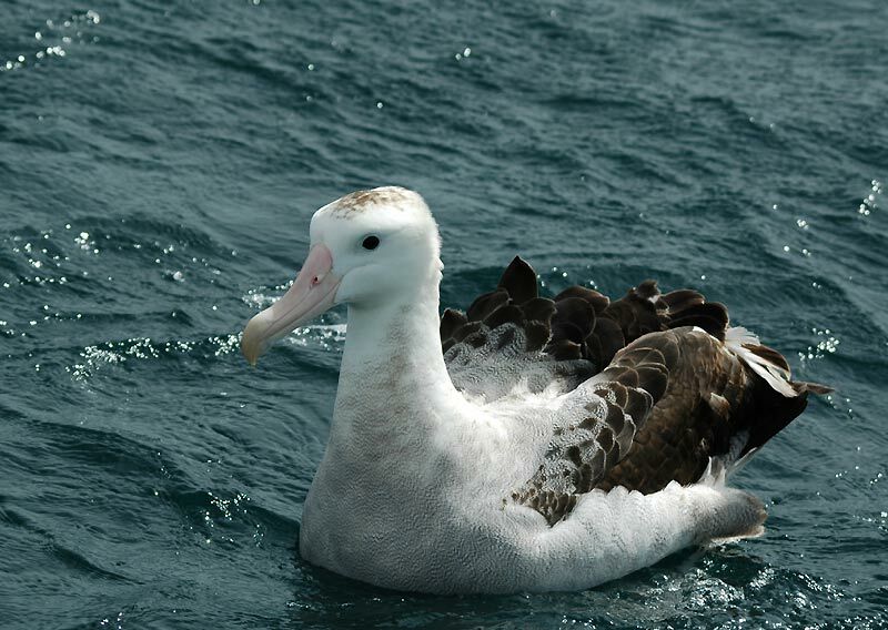 Snowy Albatross