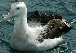 Snowy Albatross