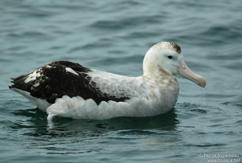 Snowy Albatross