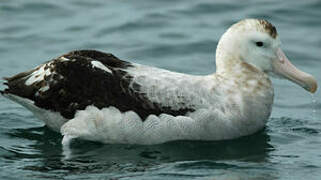 Snowy Albatross