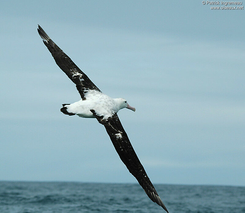 Snowy Albatross