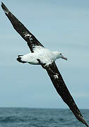 Snowy Albatross