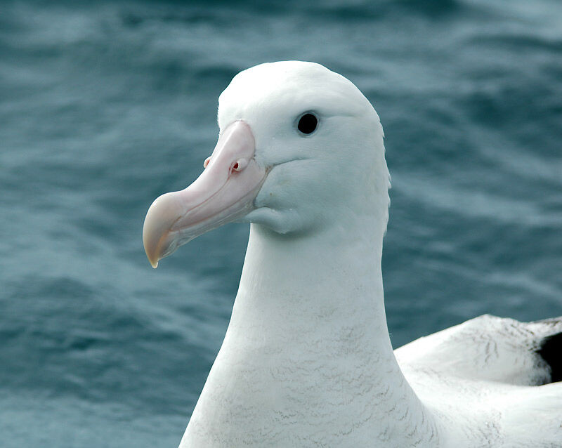 Snowy Albatross