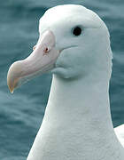 Snowy Albatross