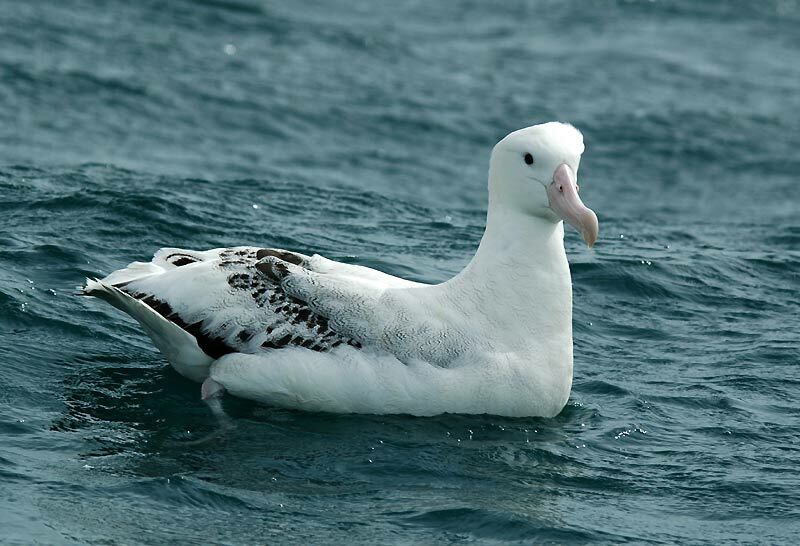 Wandering Albatross