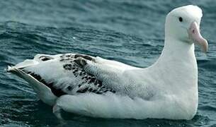 Wandering Albatross