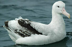 Snowy Albatross