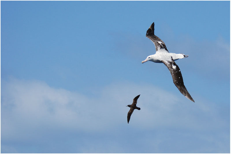 Albatros hurleuradulte