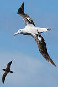 Snowy Albatross