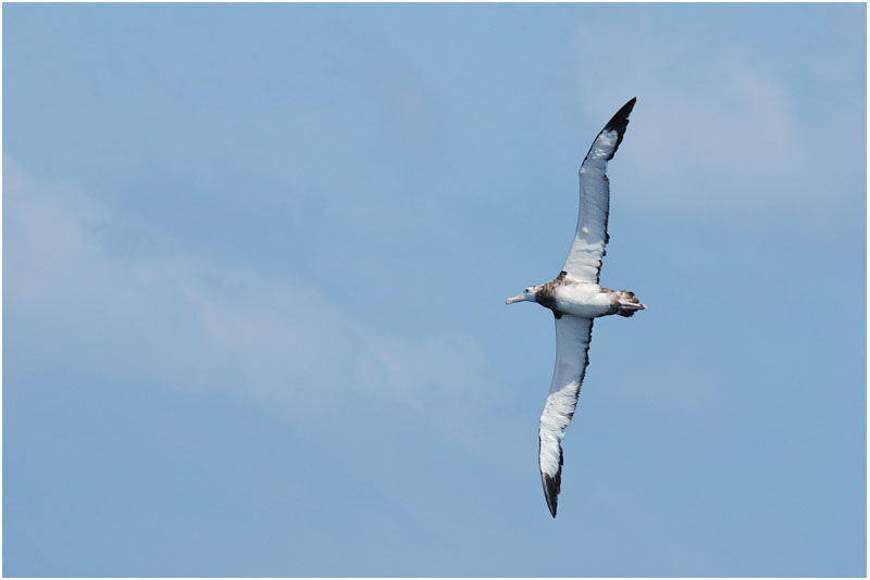 Snowy Albatrossimmature