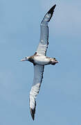 Snowy Albatross