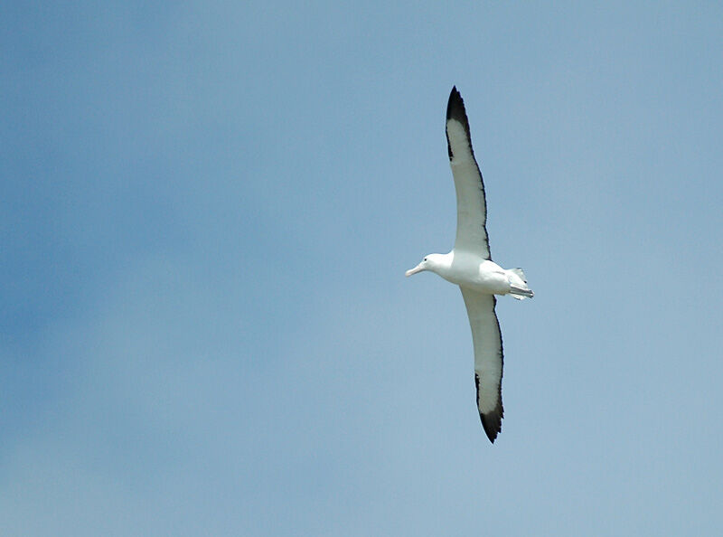 Northern Royal Albatross