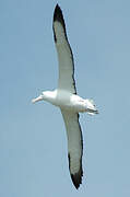 Northern Royal Albatross