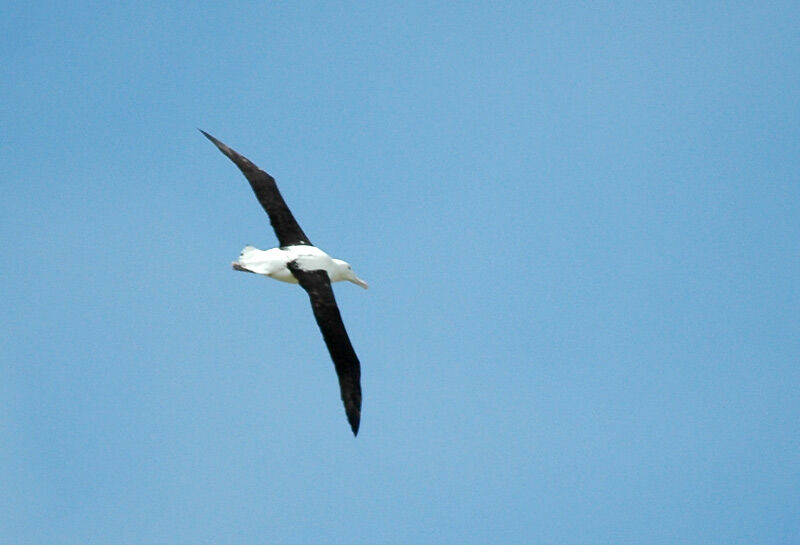 Northern Royal Albatross