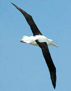 Northern Royal Albatross