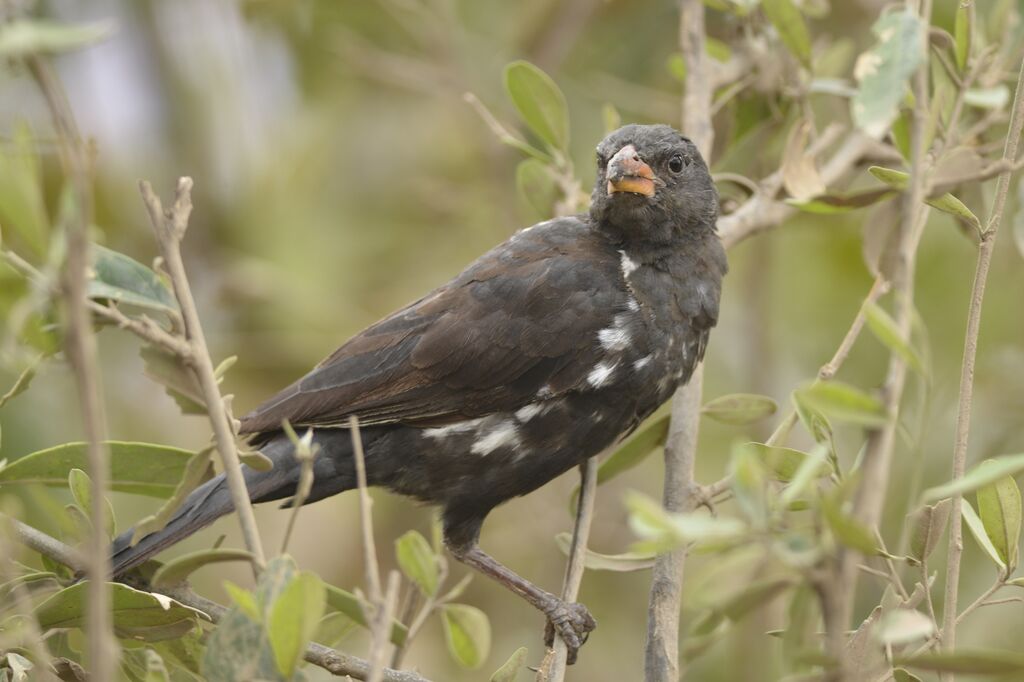 Red-billed Buffalo Weaverimmature, identification