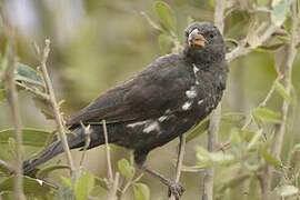 Red-billed Buffalo Weaver