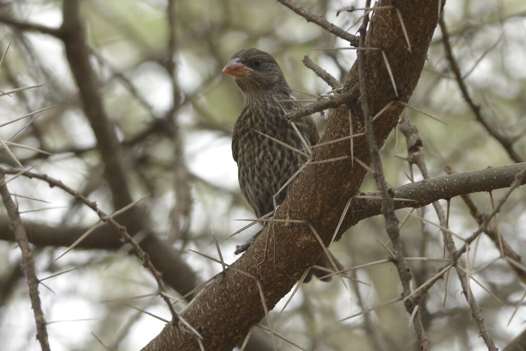 Red-billed Buffalo Weaver female adult