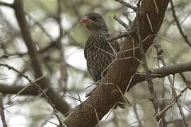 Red-billed Buffalo Weaver