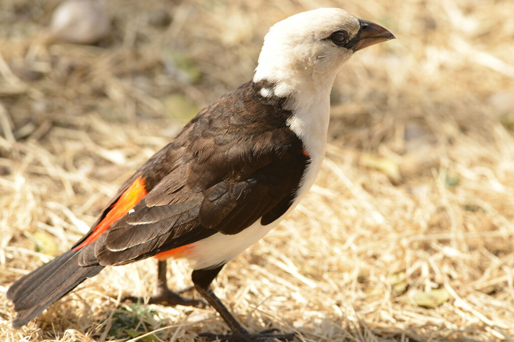 White-headed Buffalo Weaveradult