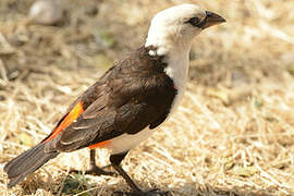 White-headed Buffalo Weaver