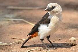 White-headed Buffalo Weaver