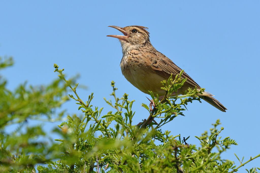 Rufous-naped Larkadult, song