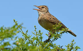 Rufous-naped Lark