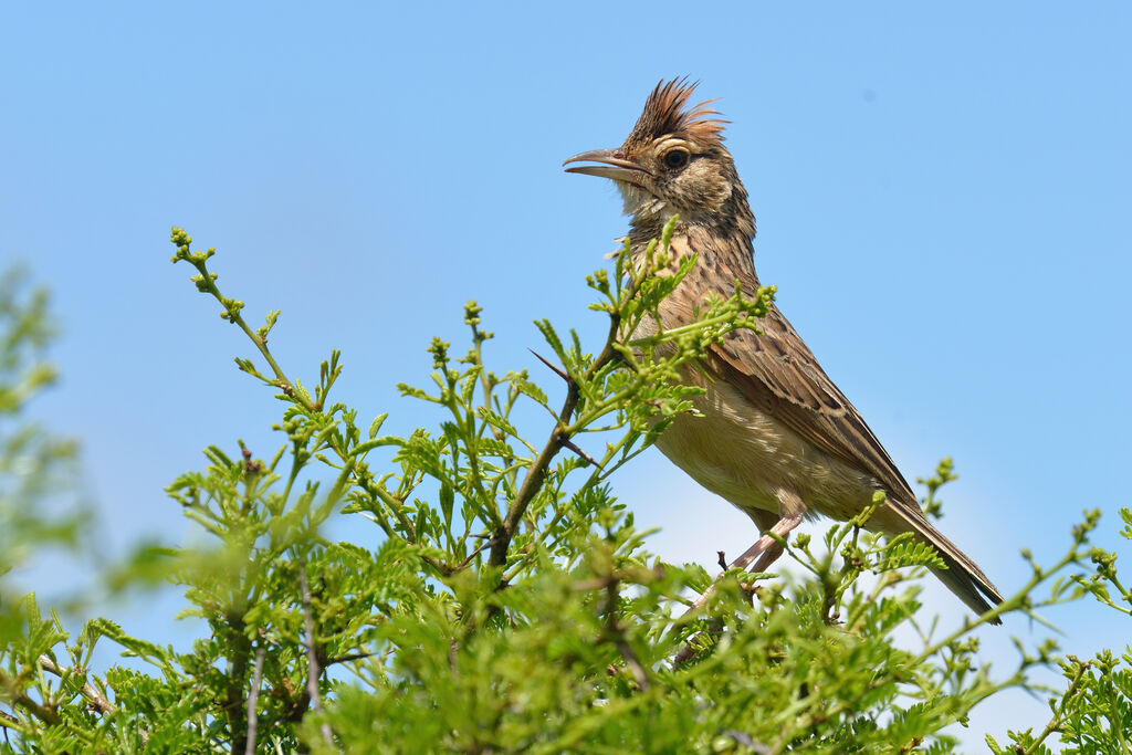 Rufous-naped Larkadult, song