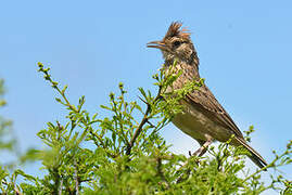 Rufous-naped Lark