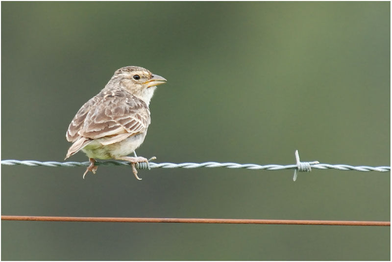 Singing Bush Larkadult