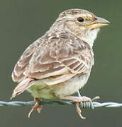 Horsfield's Bush Lark