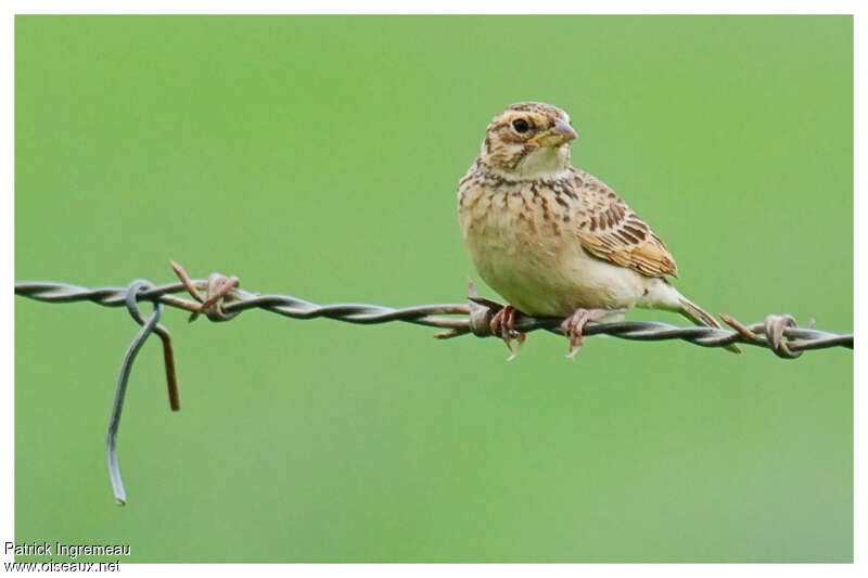 Singing Bush Larkadult, identification