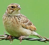 Horsfield's Bush Lark