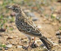 Horned Lark