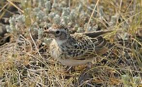 Horned Lark