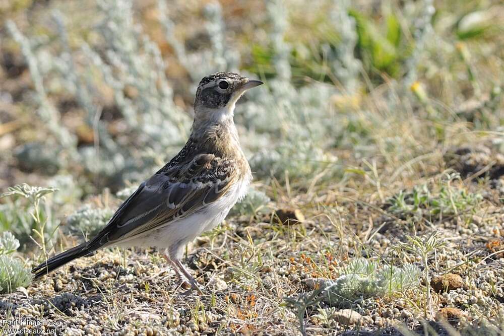 Horned Larkjuvenile, pigmentation