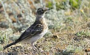 Horned Lark